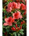 Рододендрон Ардеур / Азалія | Рододендрон Ардеур / Азалия | Rhododendron Ardeur / Azalea